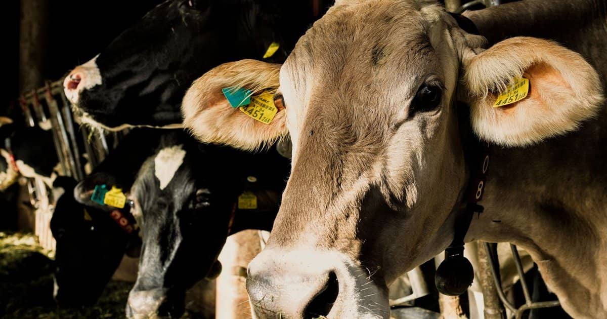 Dairy over the moon with solar power