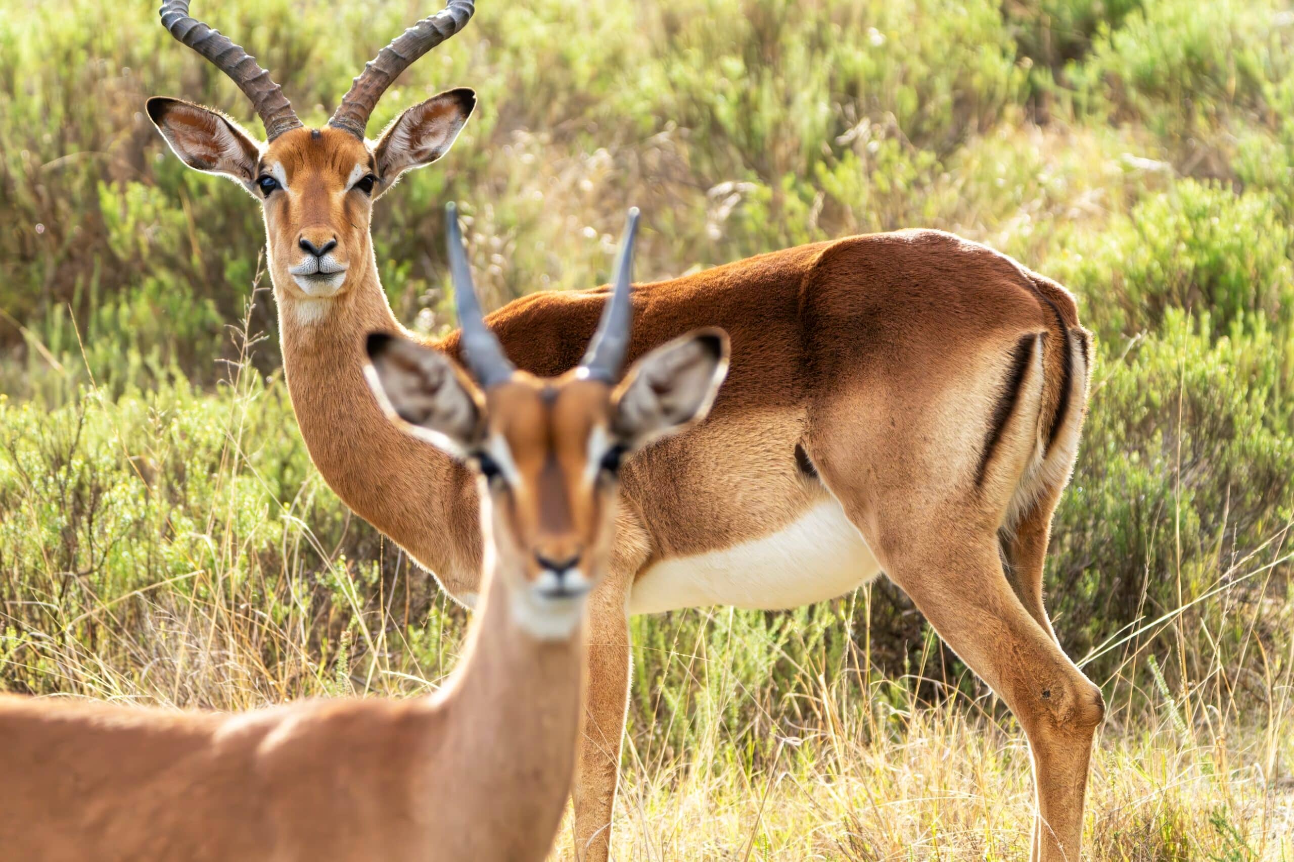 huge-installation-voted-best-in-africa-featured